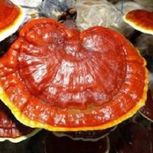 Ganoderma