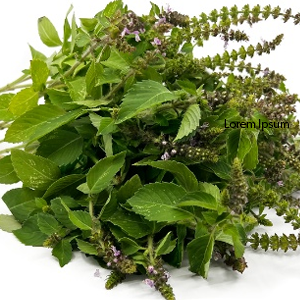 Tulsi (Holy Basil)
